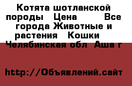 Котята шотланской породы › Цена ­ 40 - Все города Животные и растения » Кошки   . Челябинская обл.,Аша г.